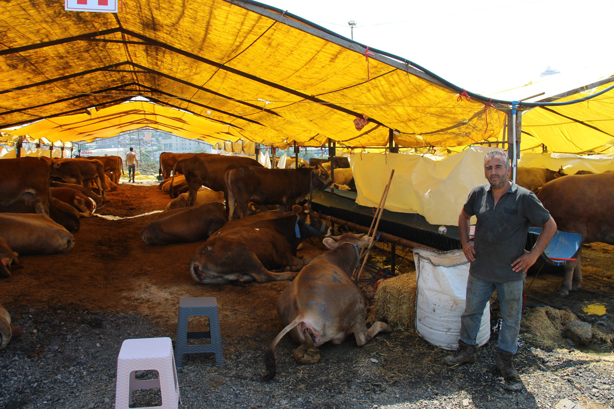 Göle TİGEM, İstanbul'a bin büyükbaş kurbanlık getirdi