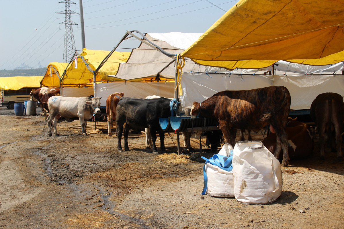 Göle TİGEM, İstanbul'a bin büyükbaş kurbanlık getirdi