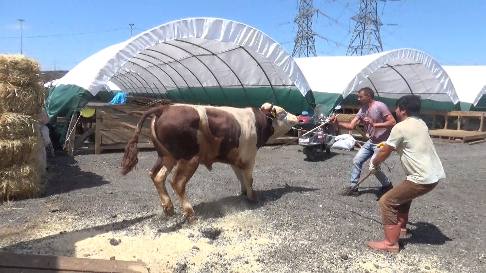 Sultangazi'de kurban pazarı kuruldu