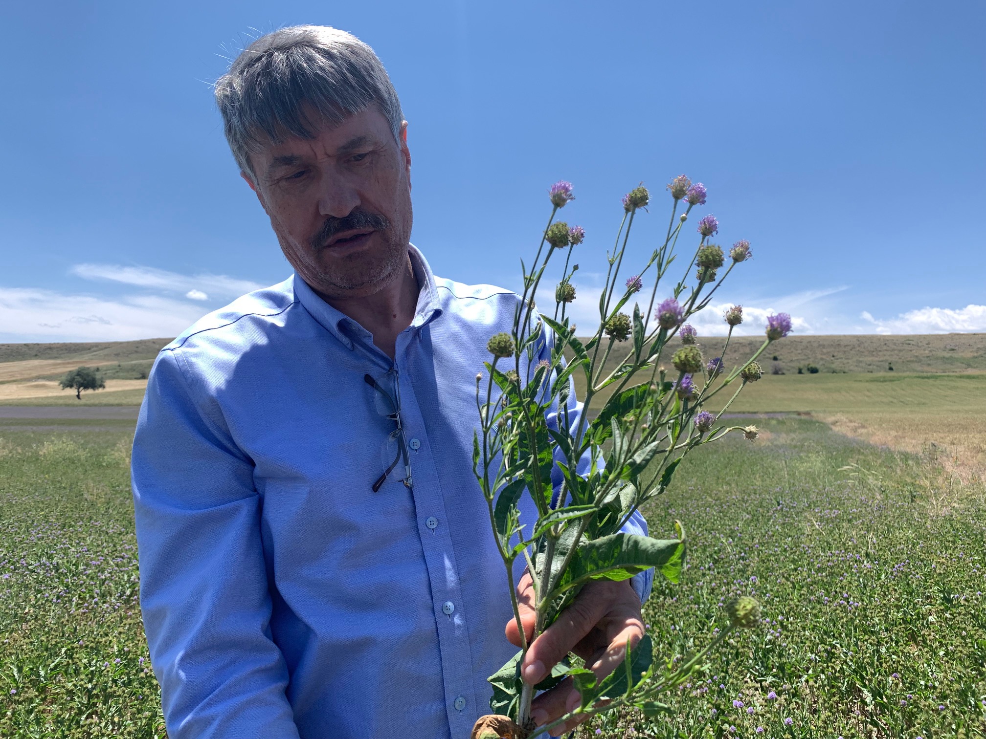 Anadolu’nun yenilenebilir bitkisel enerji kaynağı 'Pelemir'