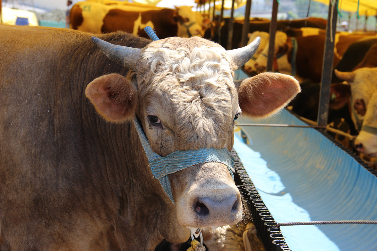 Göle TİGEM, İstanbul'a bin büyükbaş kurbanlık getirdi