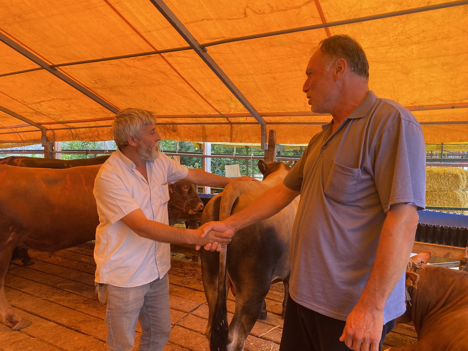 Modern ve hijyenik kurban kesim ve satış tesisi Büyükçekmece’de kuruldu