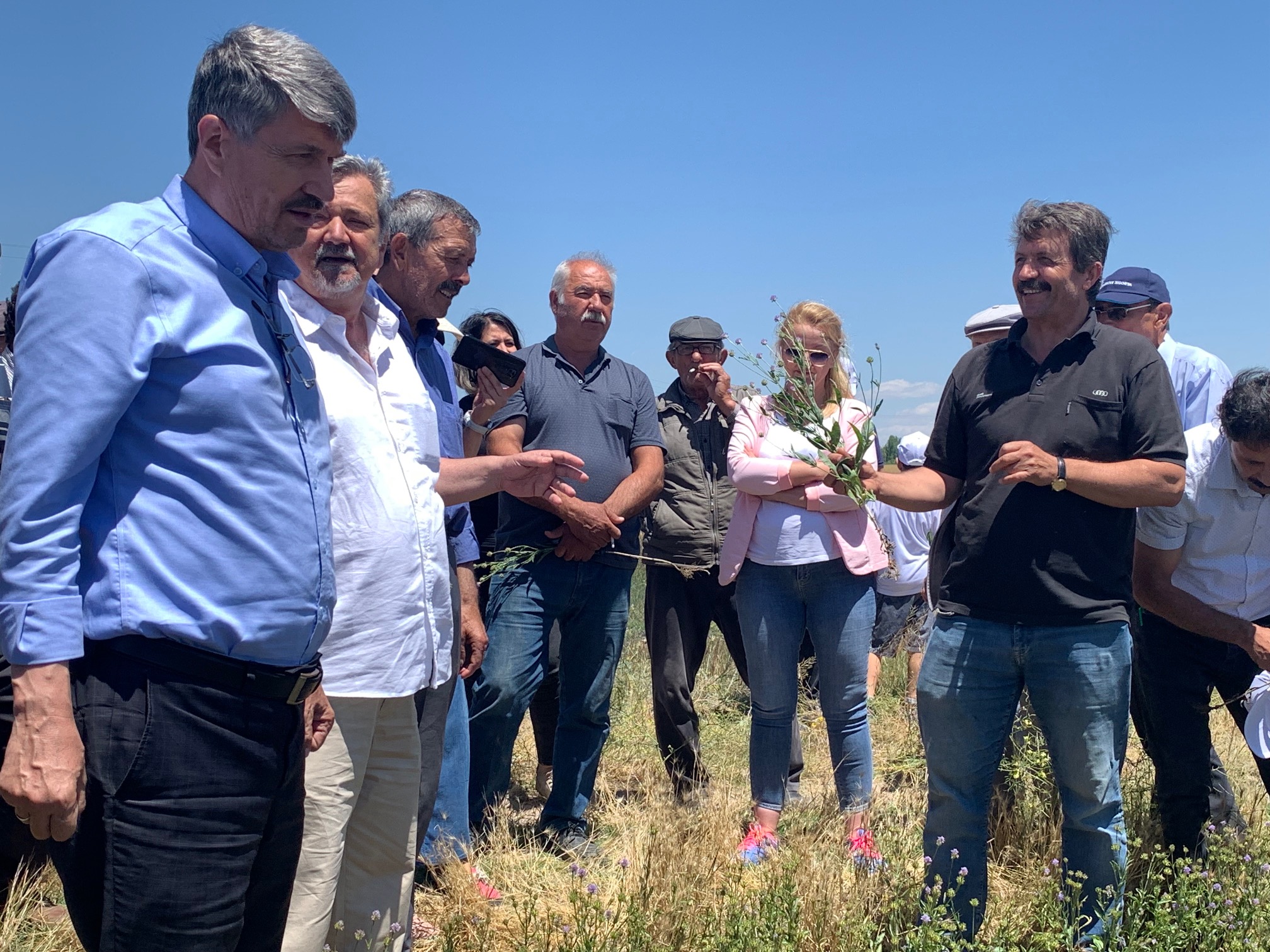 Anadolu’nun yenilenebilir bitkisel enerji kaynağı 'Pelemir'