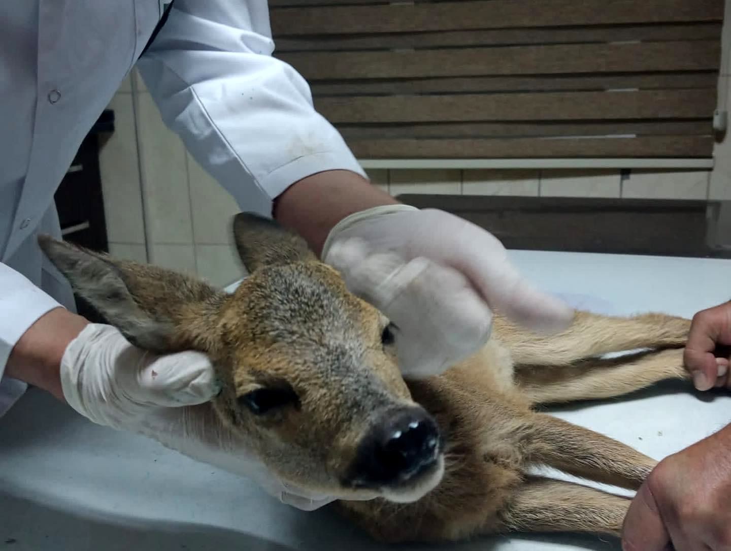 Osmaniye’de köylülerin bulduğu yaralı yavru karaca tedaviye alındı