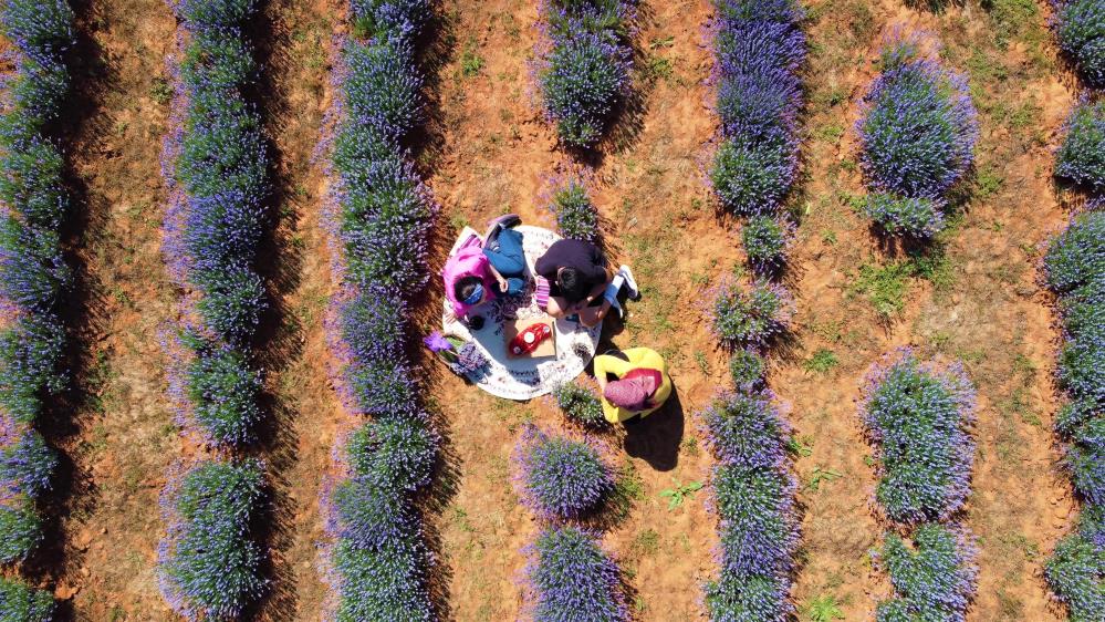 Sanayi bölgesinin tek lavanta bahçesi görenleri mest ediyor
