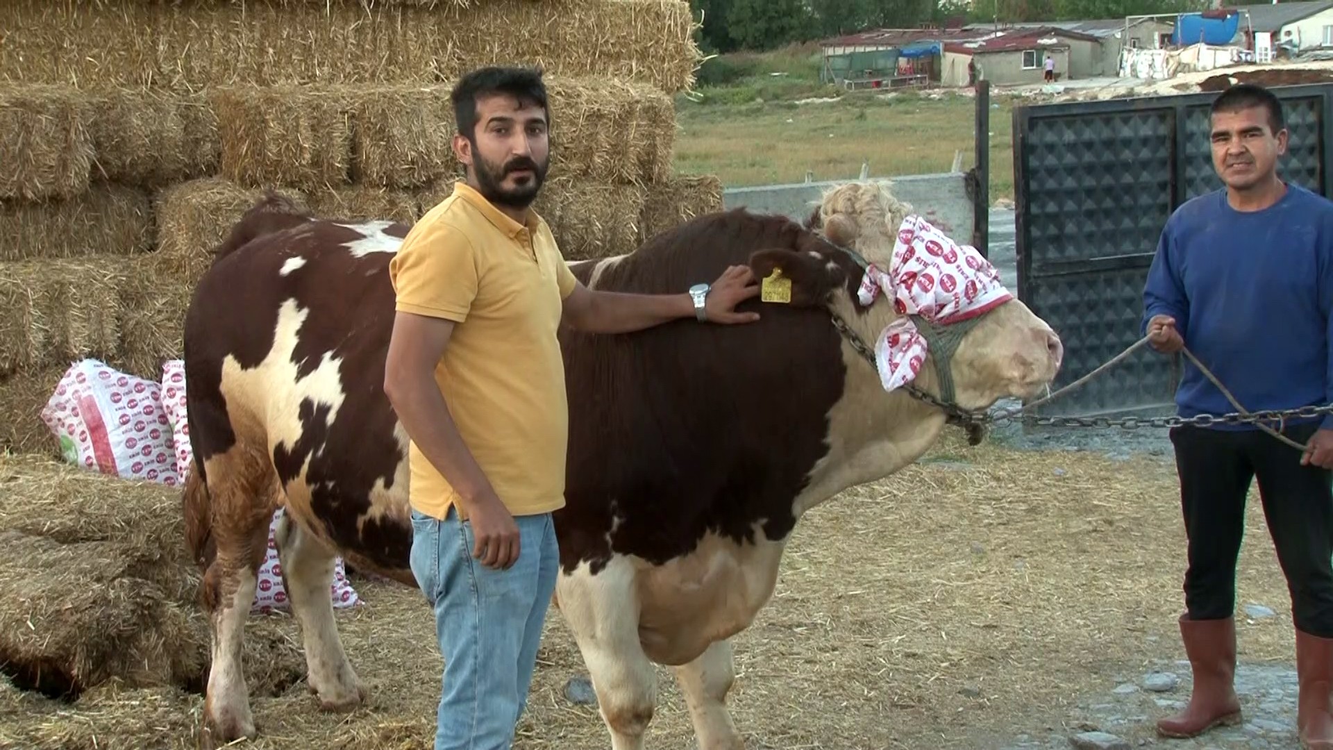 Arnavutköy’de 1 ton 250 kilogram kurbanlık 63 bin TL’ye satıldı