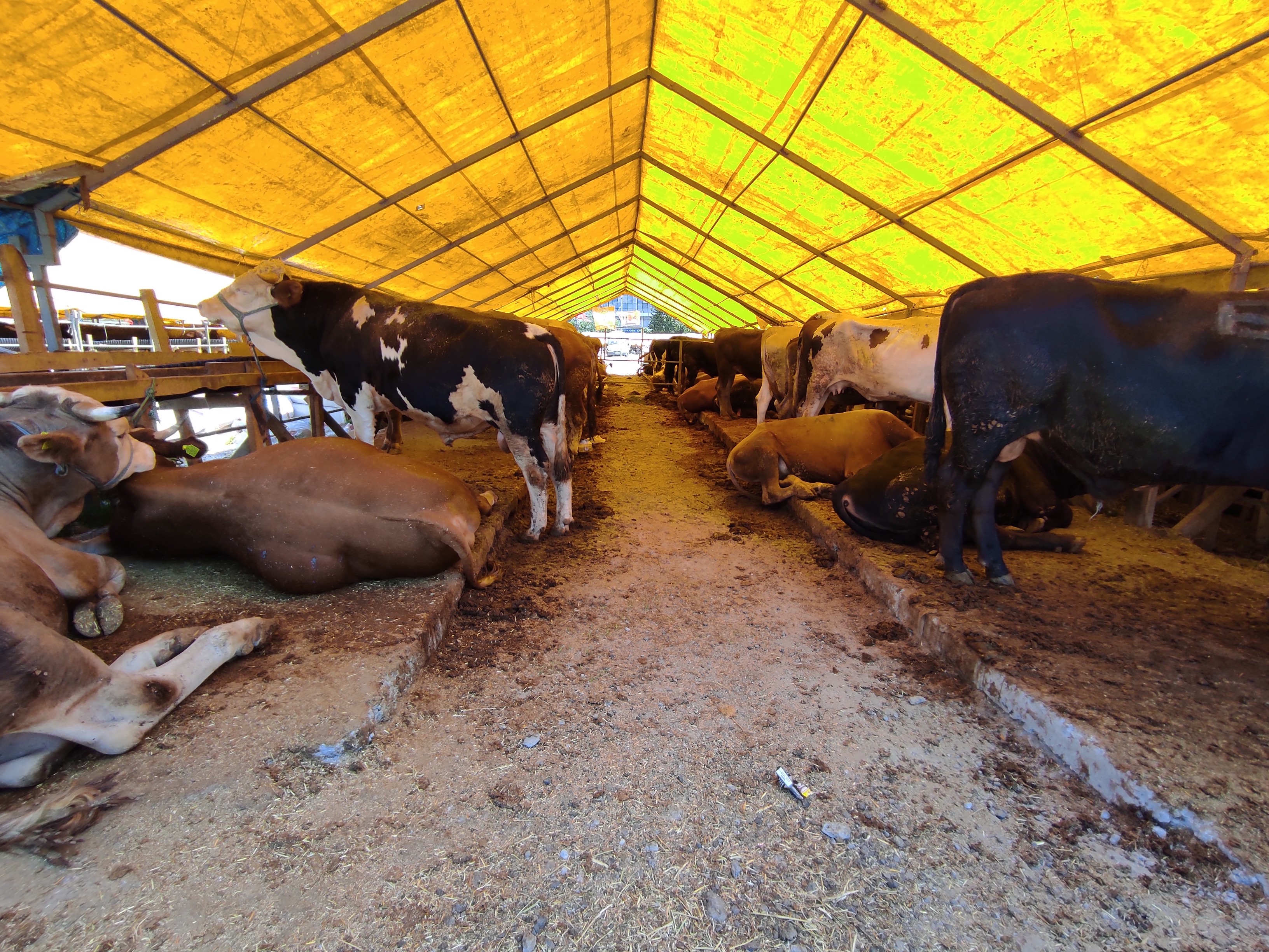 Kurban pazarında 'bitti' yazıları asıldı
