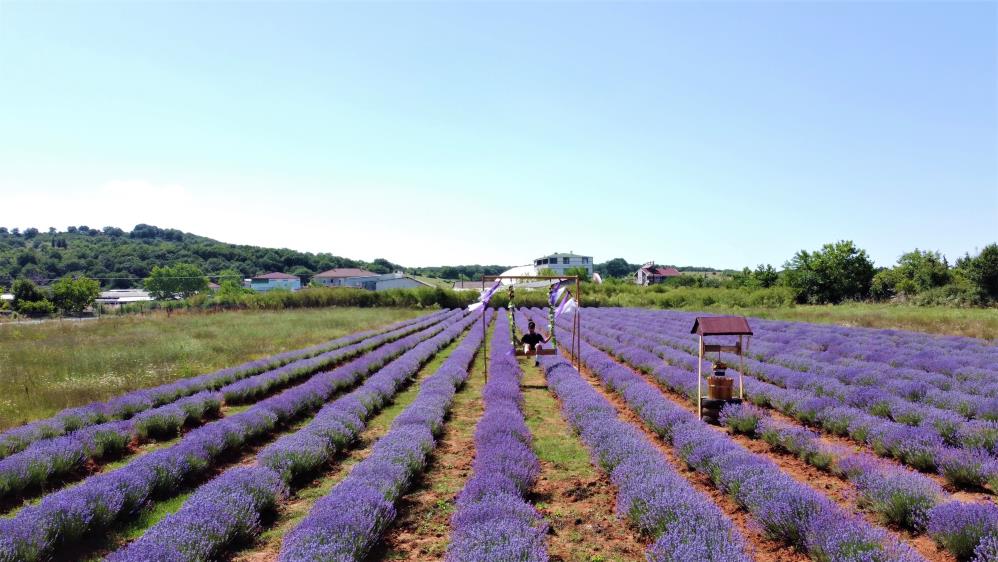 Sanayi bölgesinin tek lavanta bahçesi görenleri mest ediyor