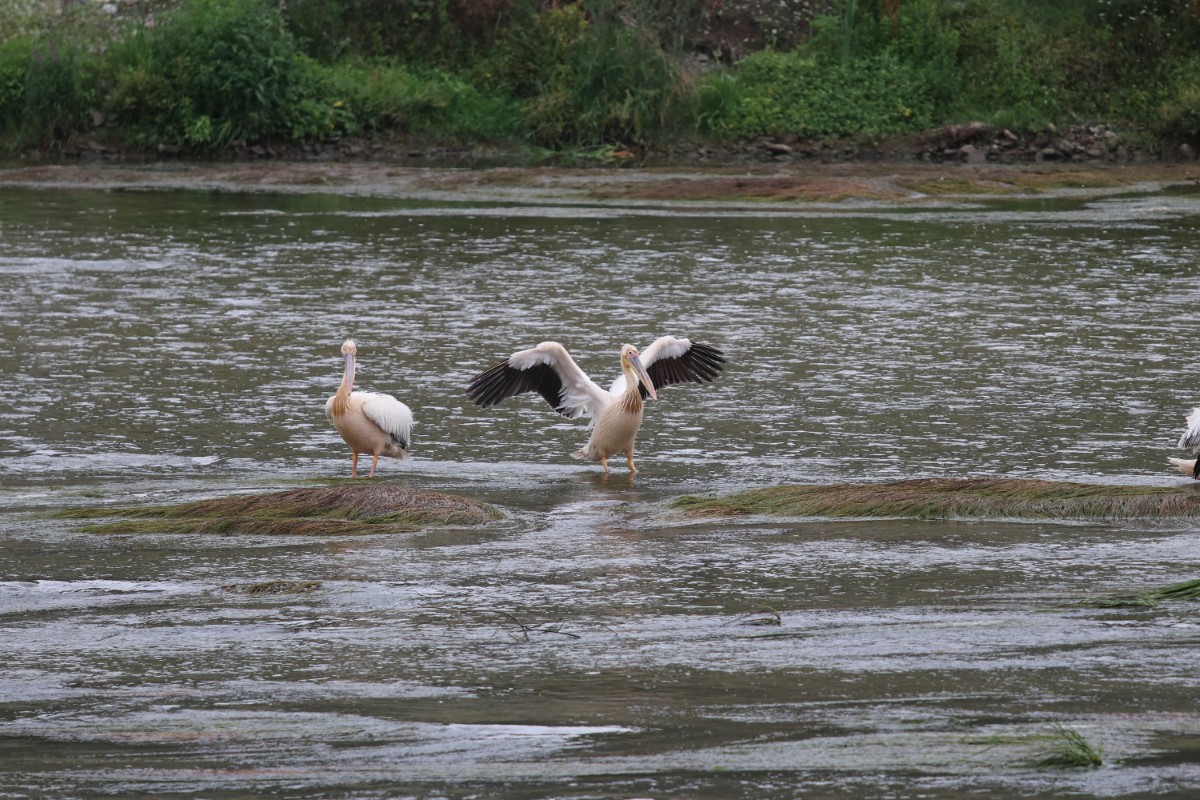 Yeşilırmak’ın sevimli misafirleri: Pelikan sürüsü ilk kez görüldü