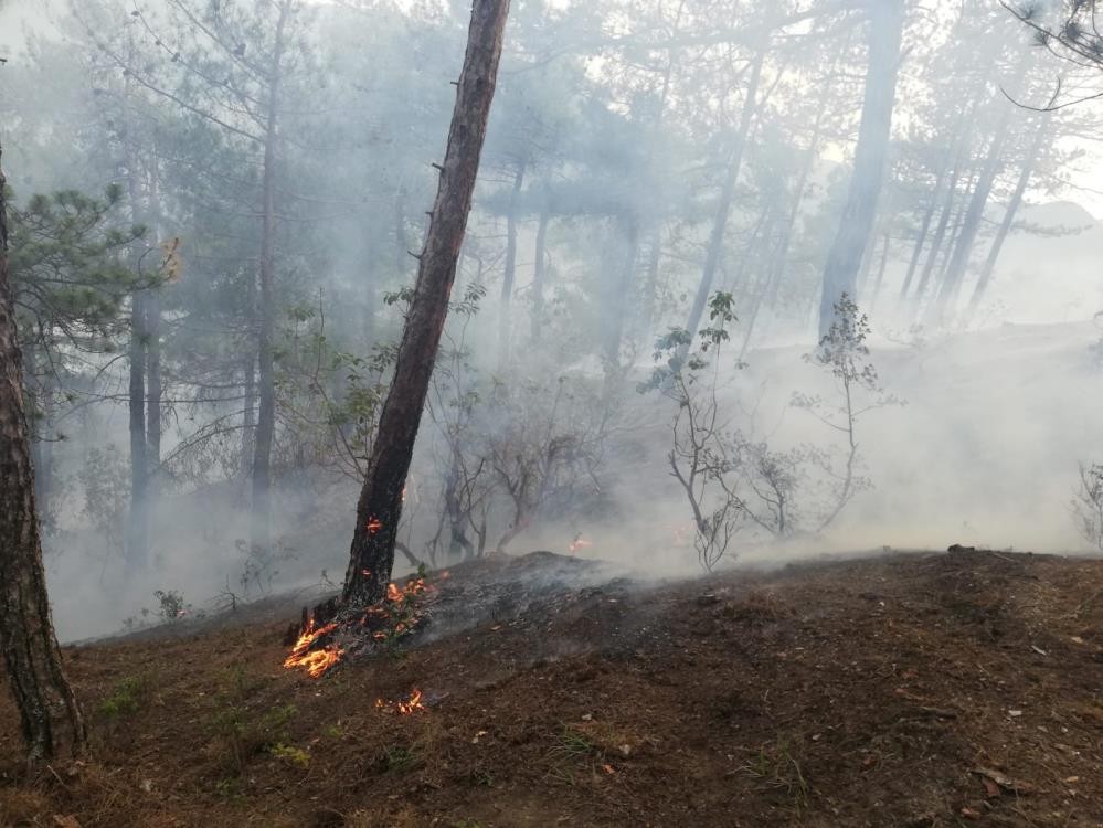 Dünyanın en pahalı mantarından yılda 225 kilo toplanabilecek
