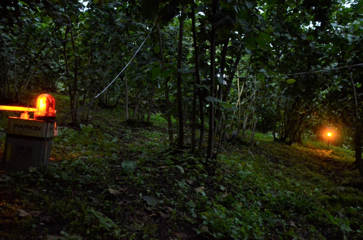Bahçesine dadanan domuzlardan bıktı, Karadeniz zekasını konuşturdu