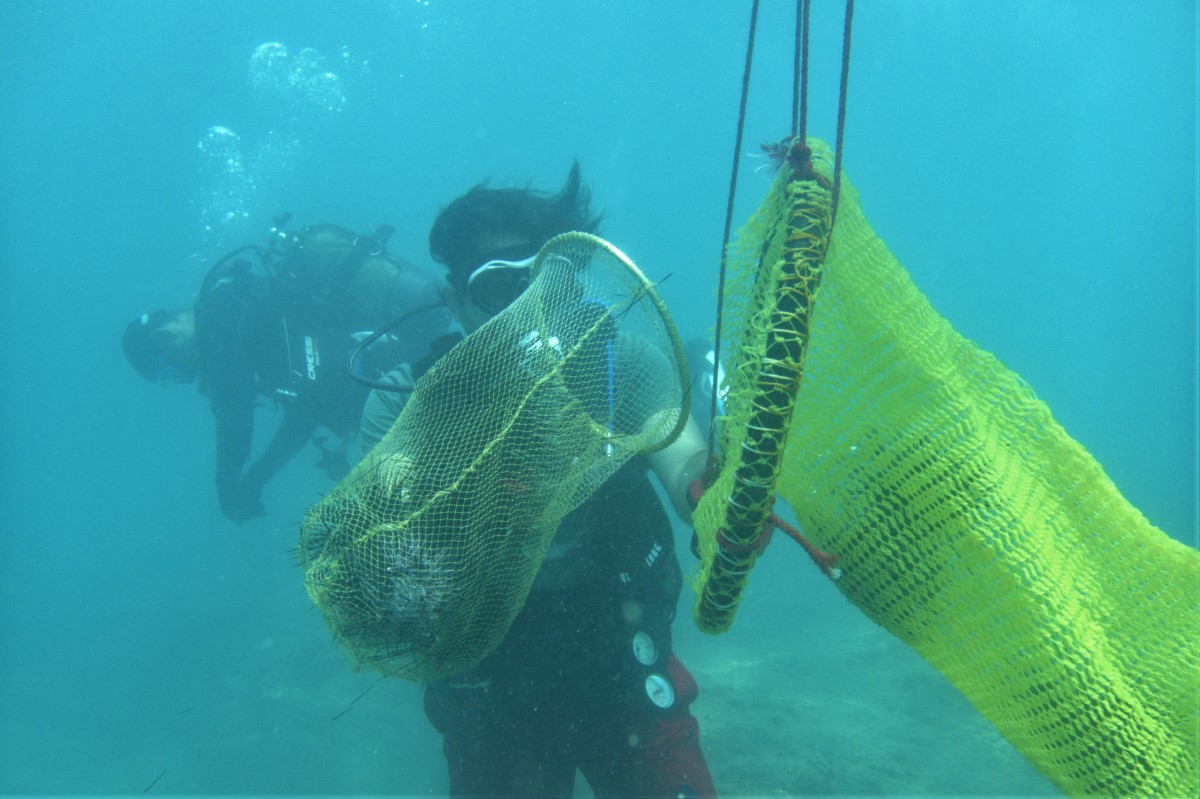 Akdeniz'de dikenli zehirli deniz kestanesi istila hızı yüzde 108