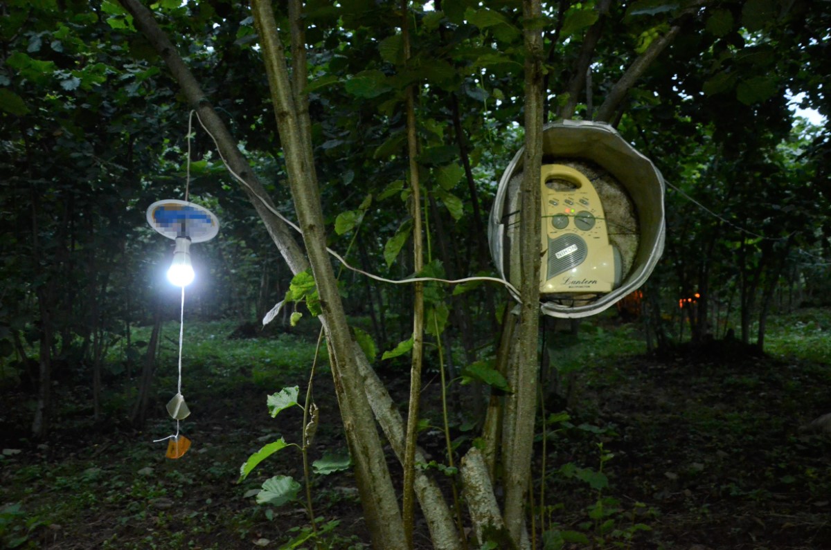 Bahçesine dadanan domuzlardan bıktı, Karadeniz zekasını konuşturdu