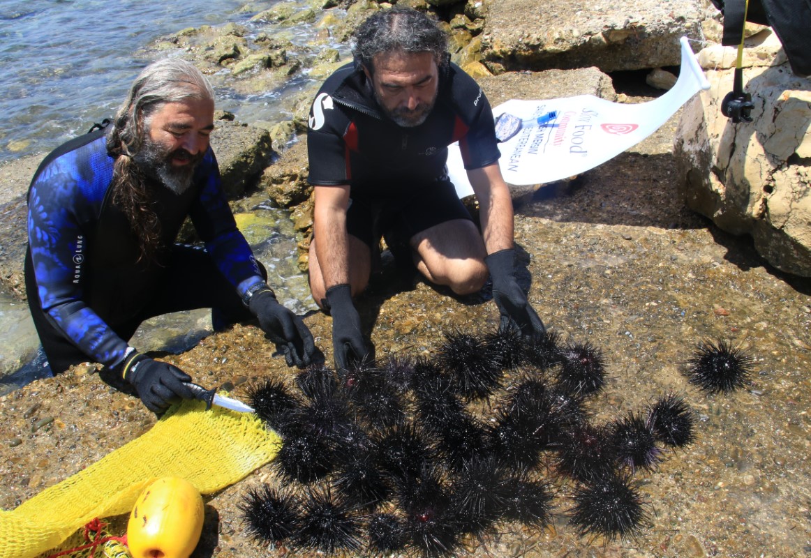 Akdeniz'de dikenli zehirli deniz kestanesi istila hızı yüzde 108