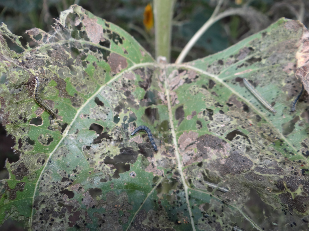 Bilecik’te ‘çayır tırtılı’ istilası 6 bin 500 dekar ayçiçeğine zarar verdi