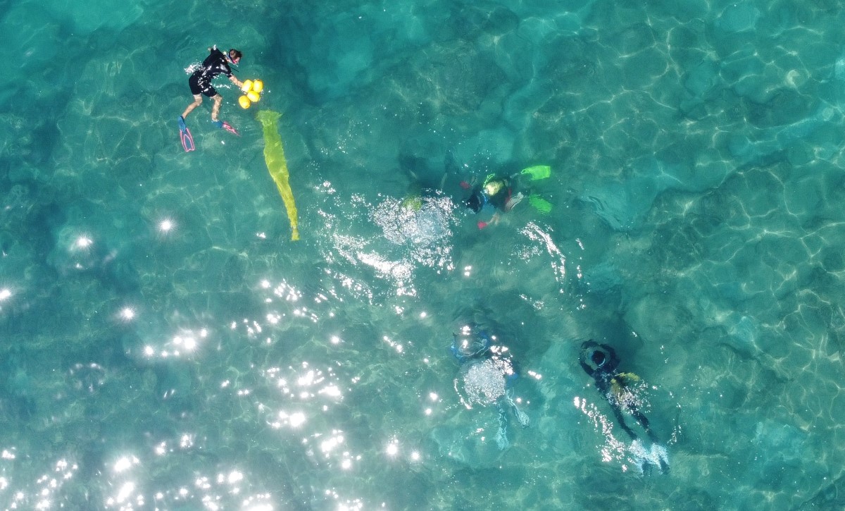 Akdeniz'de dikenli zehirli deniz kestanesi istila hızı yüzde 108