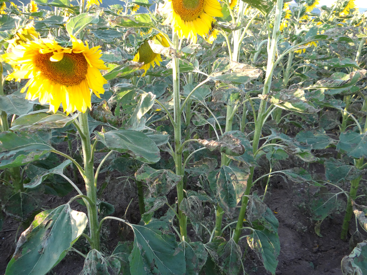 Bilecik’te ‘çayır tırtılı’ istilası 6 bin 500 dekar ayçiçeğine zarar verdi