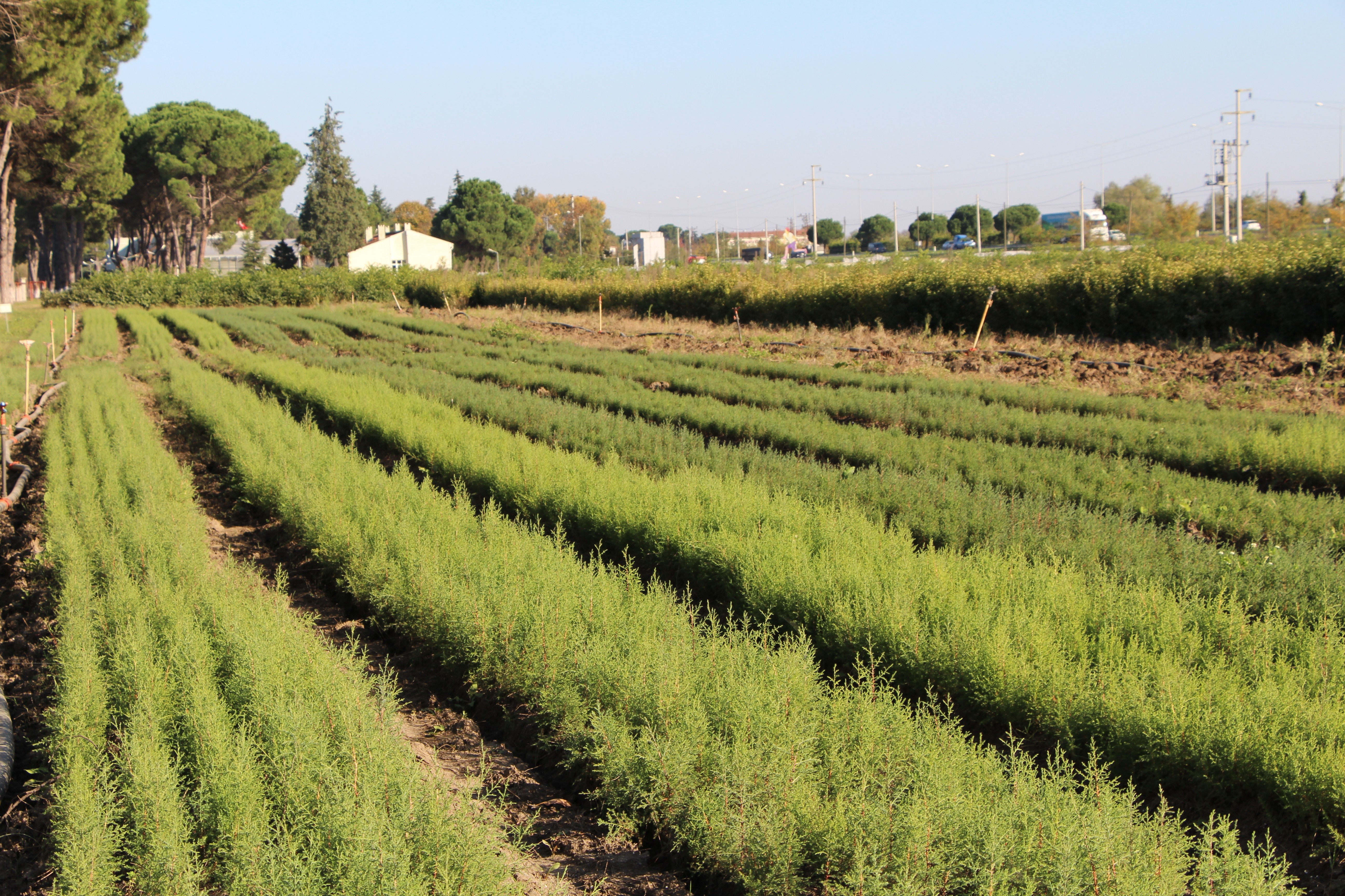 Dünyanın en pahalı mantarından yılda 225 kilo toplanabilecek