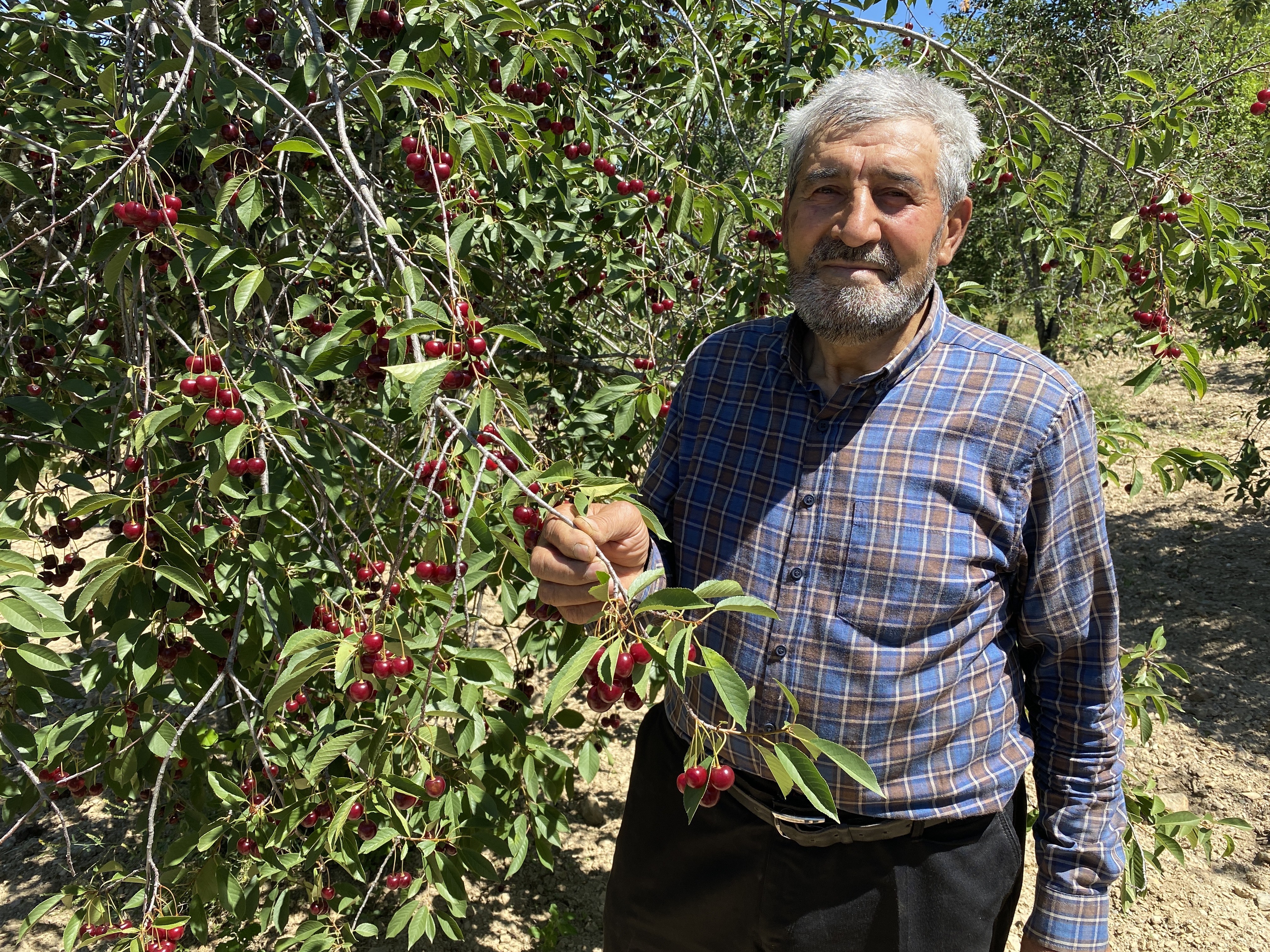 Coğrafi işaretli 'Çubuk Vişnesi'ni ağrı kesici olarak kullanıyorlar