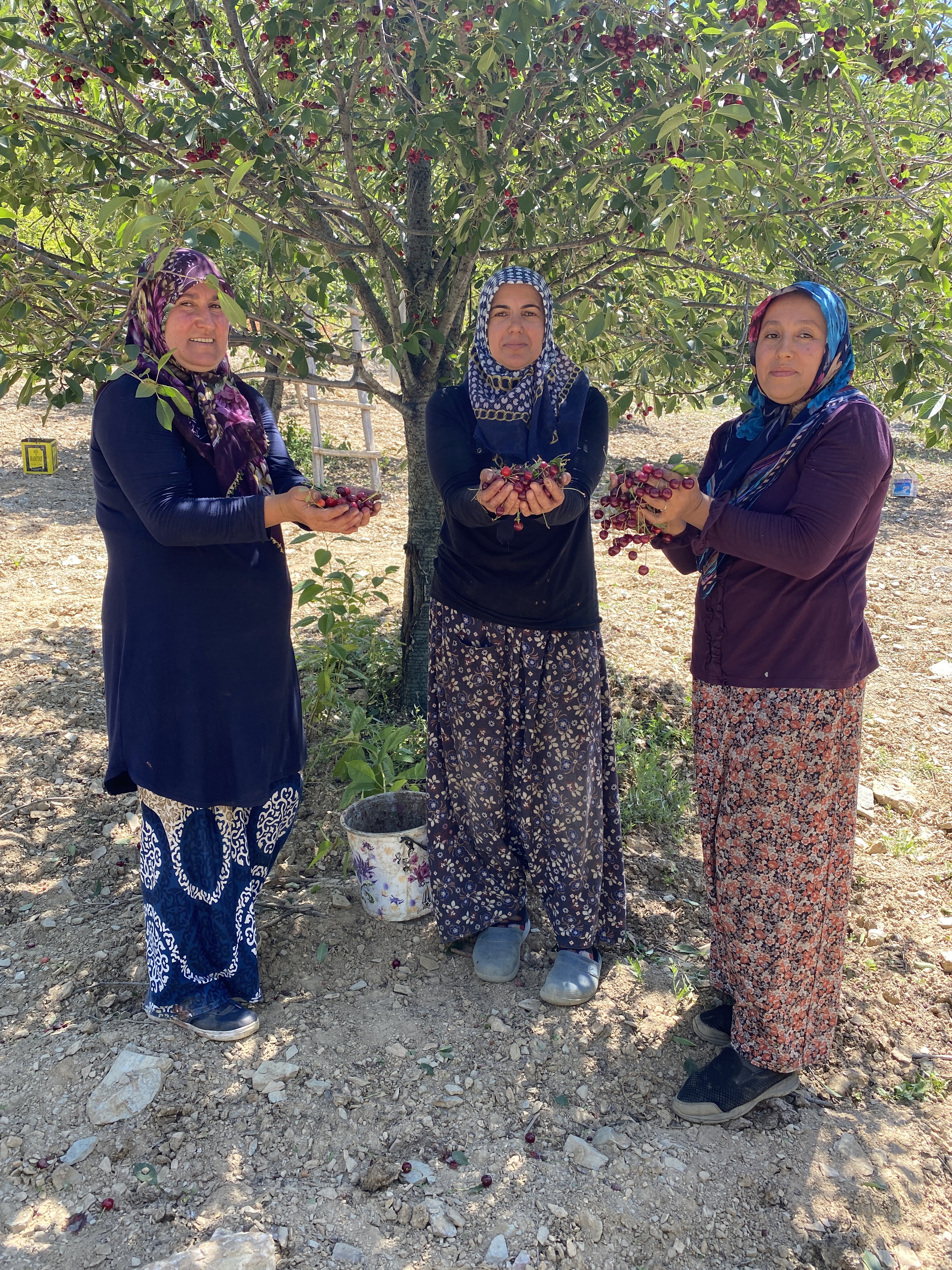 Coğrafi işaretli 'Çubuk Vişnesi'ni ağrı kesici olarak kullanıyorlar