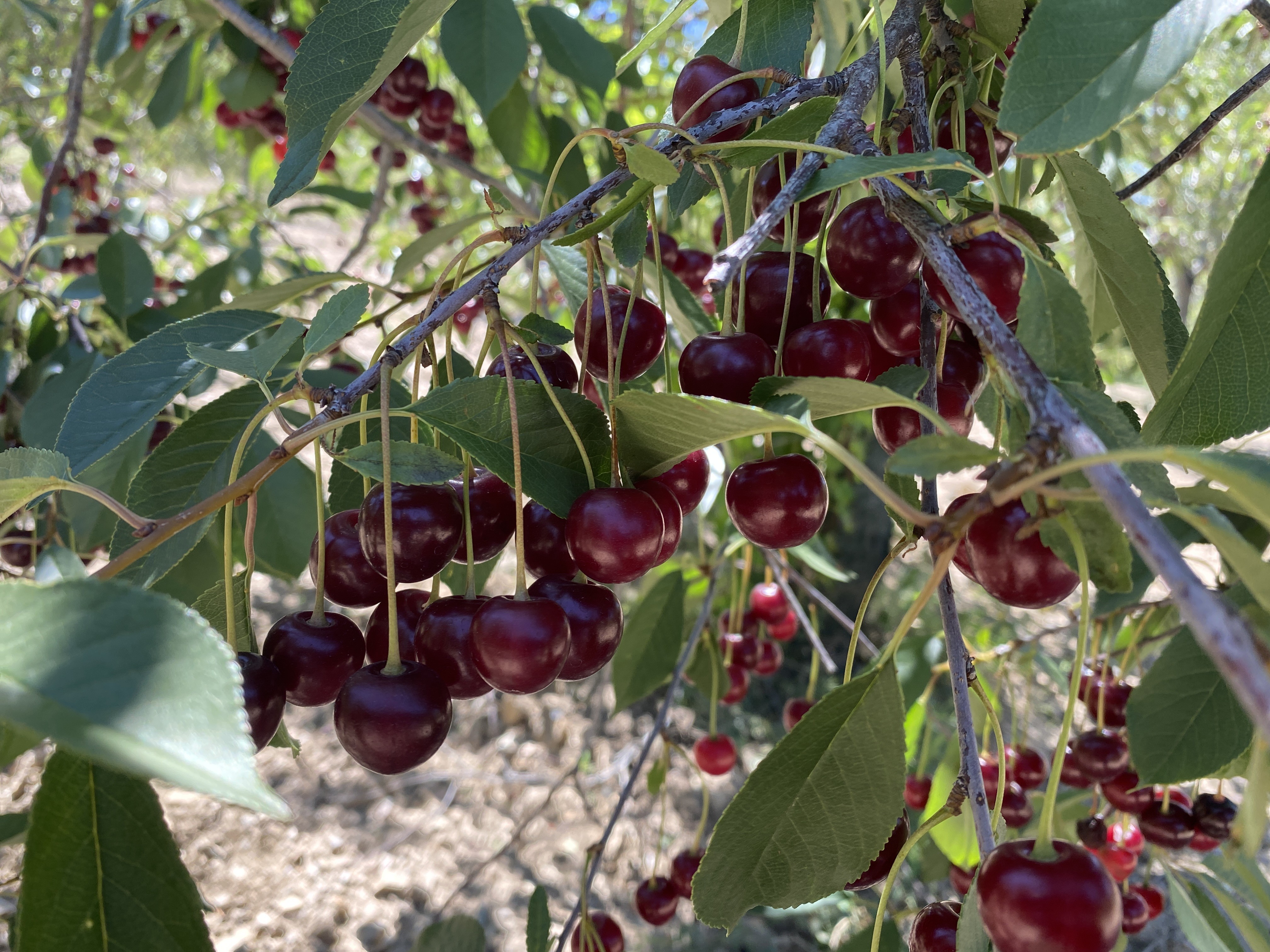 Coğrafi işaretli 'Çubuk Vişnesi'ni ağrı kesici olarak kullanıyorlar