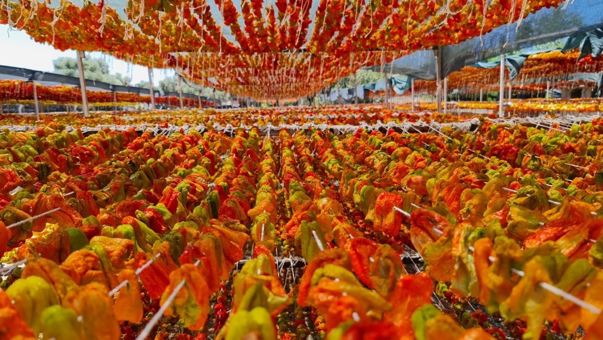 Nazilli’den dünyaya doğal lezzet: Kurutulmuş patlıcan