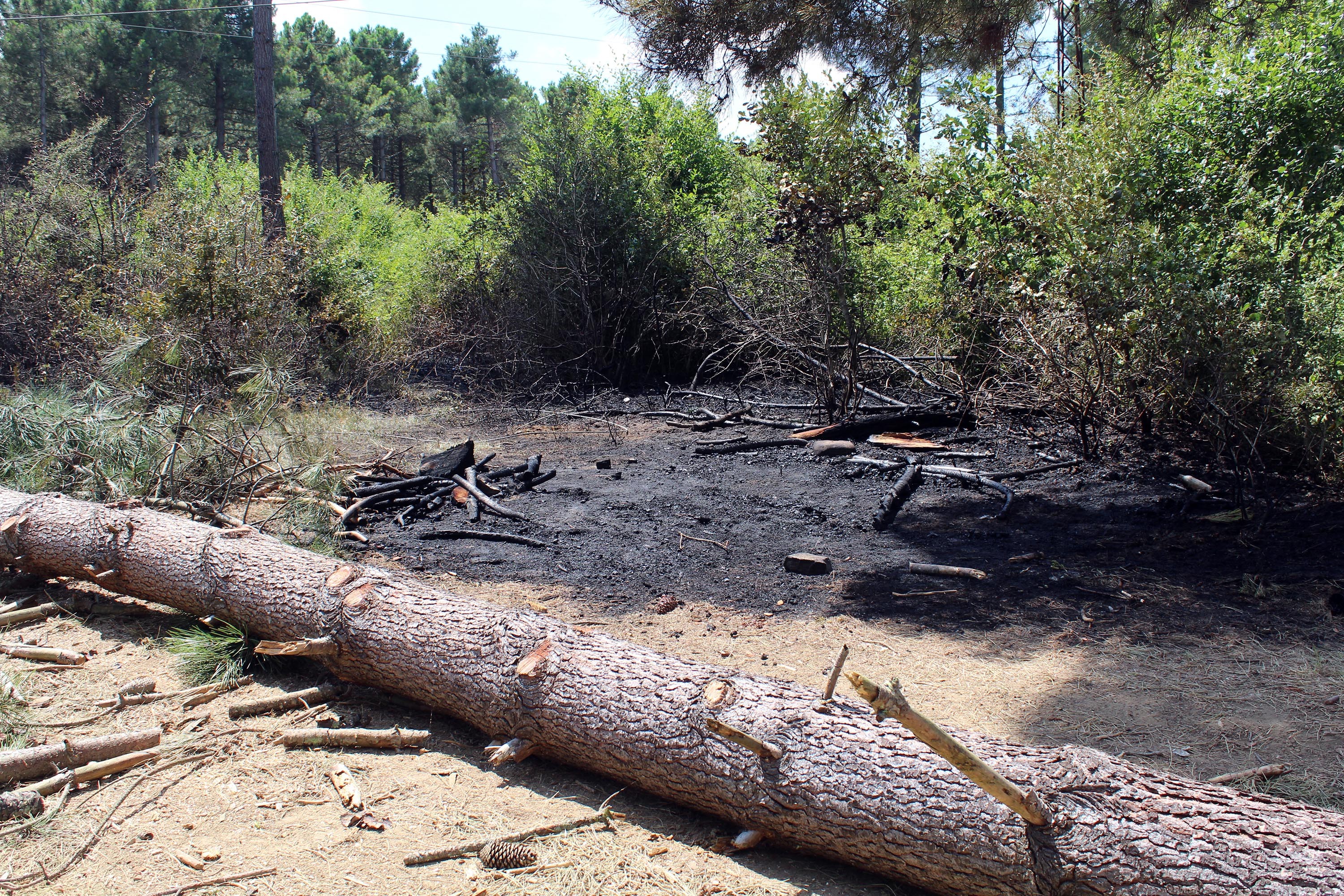 Kesilen ağaç elektrik tellerini kopardı, yangına neden oldu