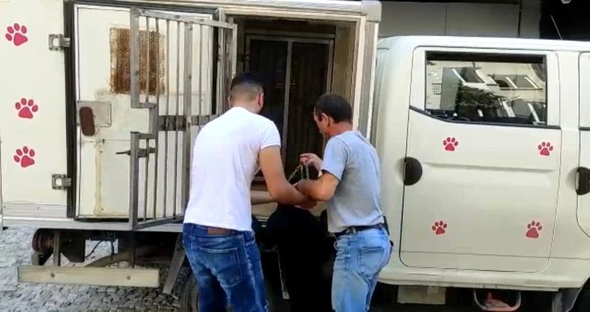 Kadıköy’de köpek saldırısı: Köpeğin sahibine para cezası yağdı