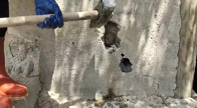 Duvardaki delikte sıkışan kedi kurtarıldı