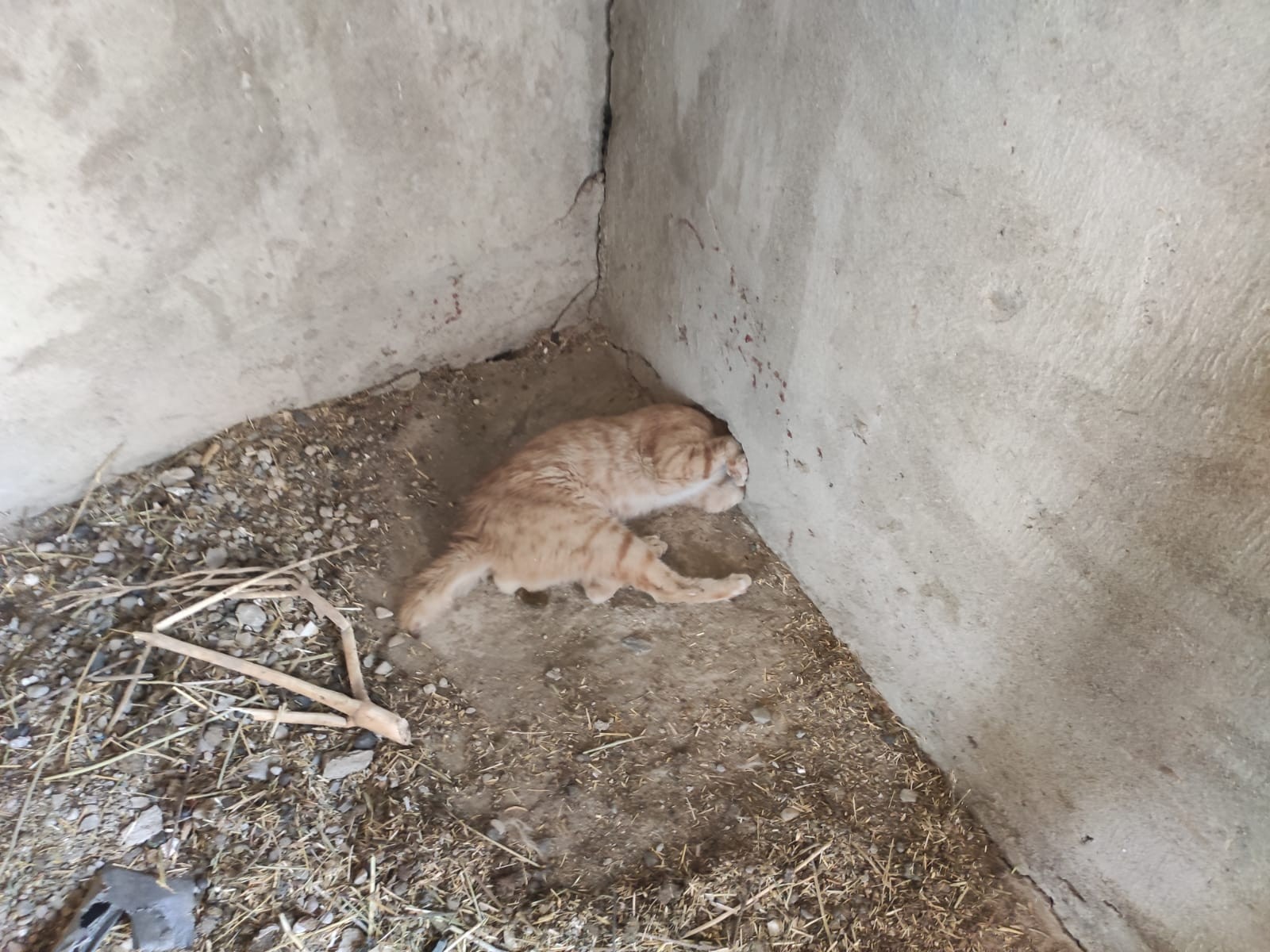 Duvardaki delikte sıkışan kedi kurtarıldı