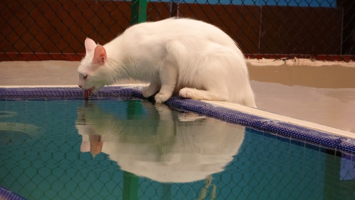 Van kedisinin nesli garanti altına alınıyor