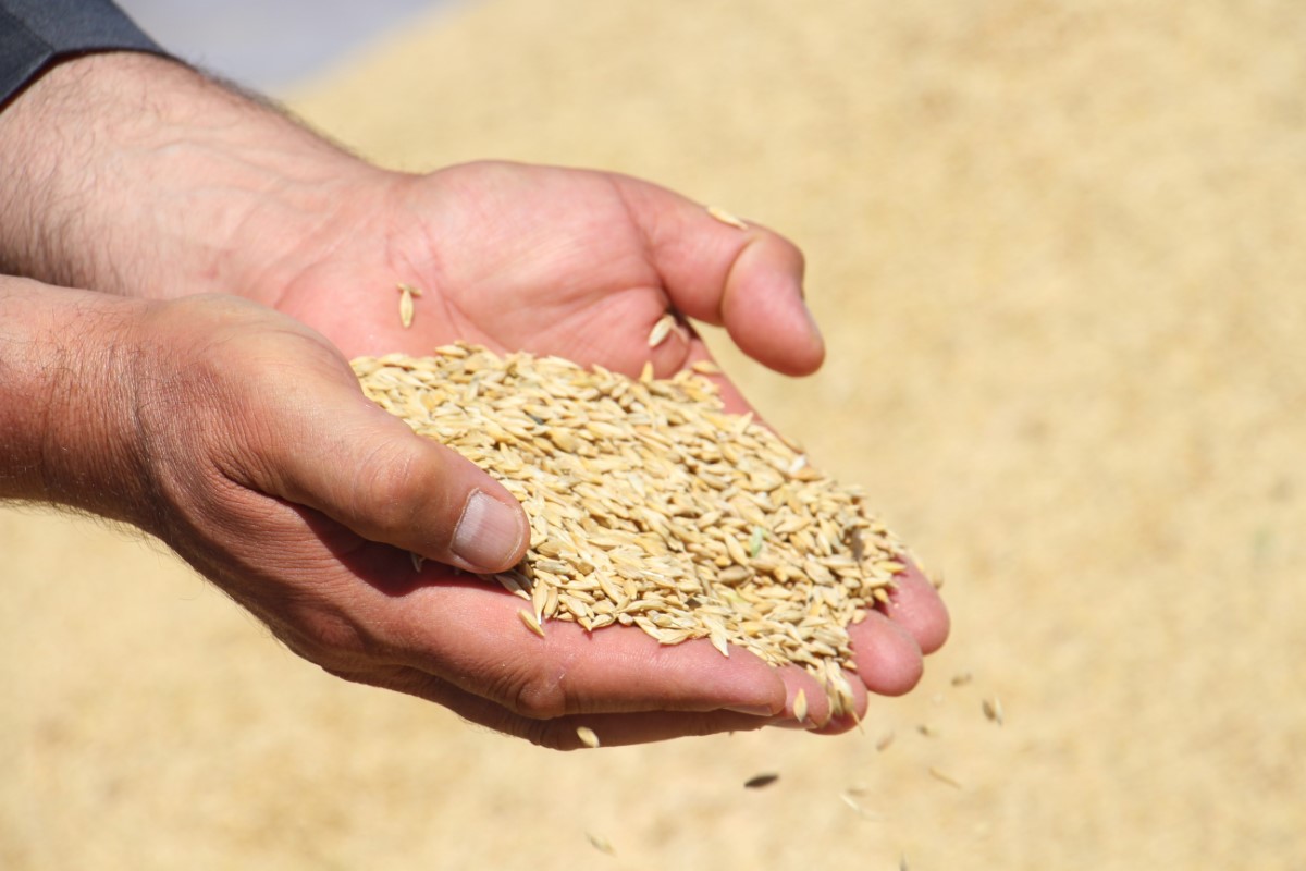 Ambarlara sığmadı, toprağa gömdüler