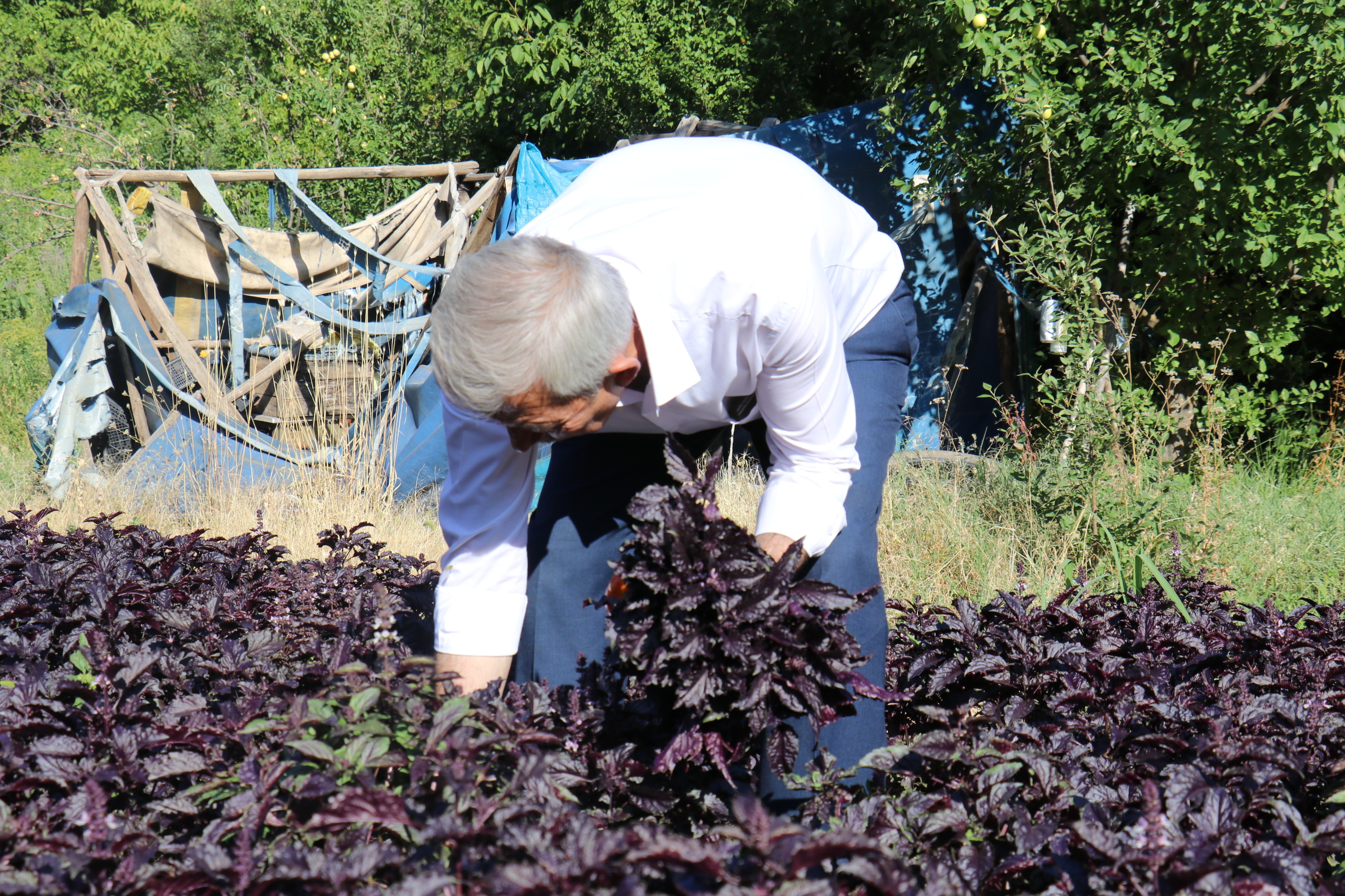 Mor reyhanda hasat zamanı