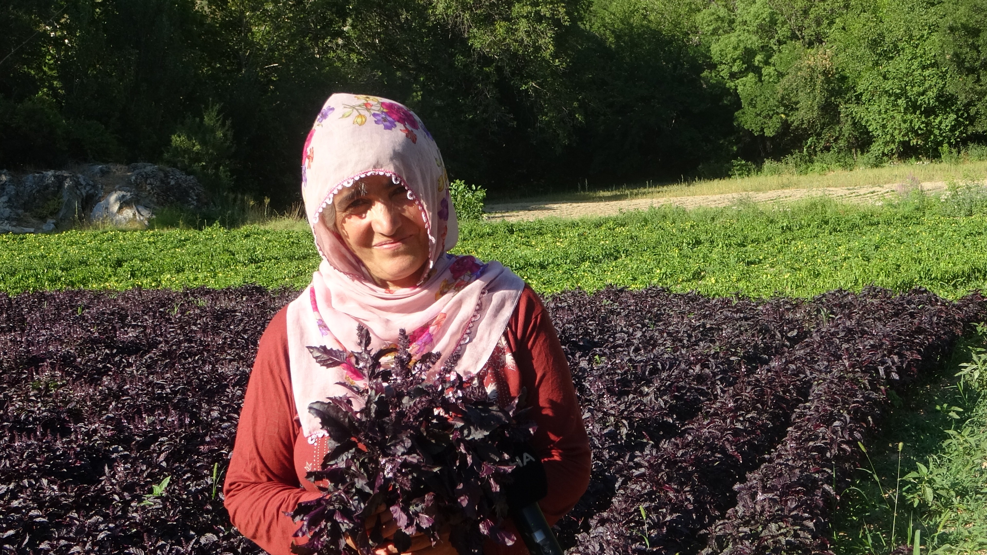 Mor reyhanda hasat zamanı