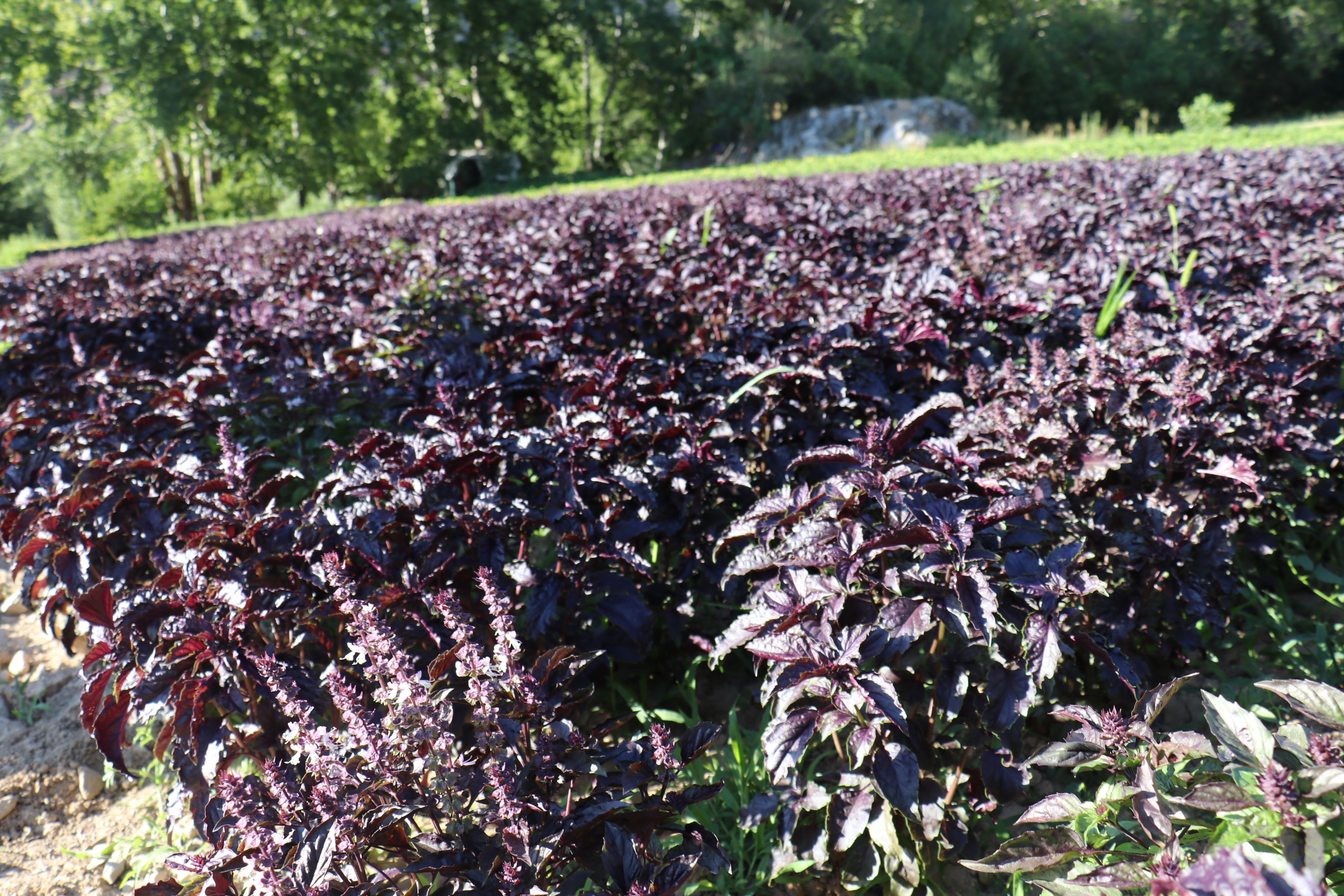 Mor reyhanda hasat zamanı