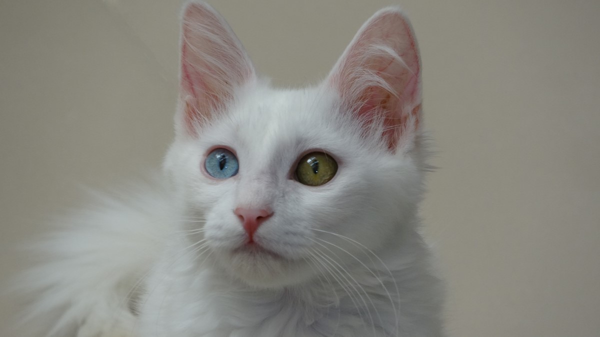 Van kedisinin nesli garanti altına alınıyor