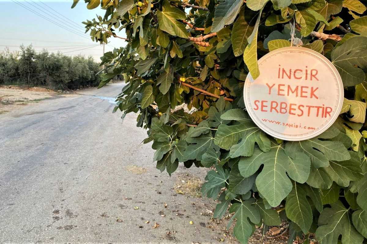 İncirlerini herkes yesin diye tabela astı, duasını şehitlere istedi