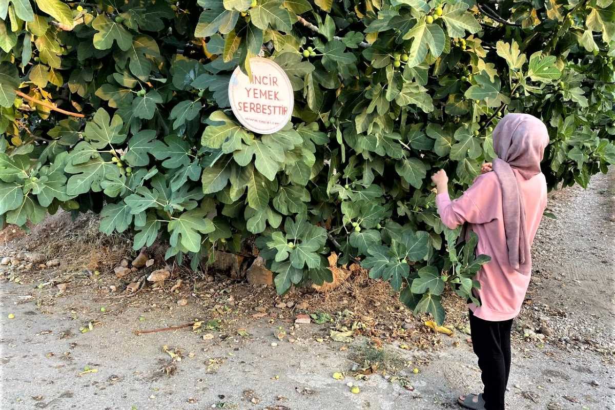 İncirlerini herkes yesin diye tabela astı, duasını şehitlere istedi