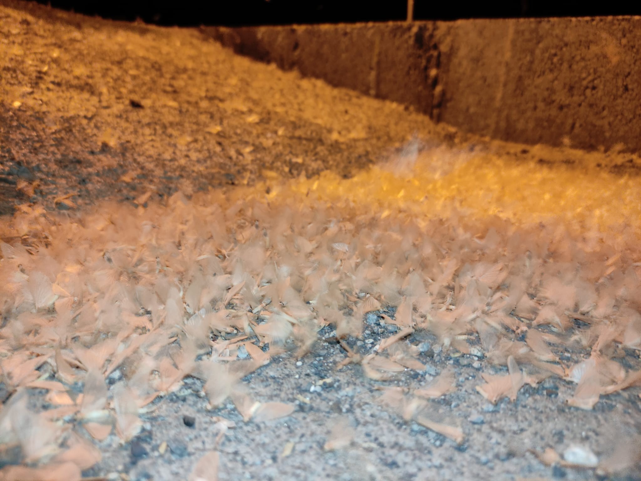 Milyonlarca 'bir gün sineği' tarihi Halilefendi köprüsünü istila etti