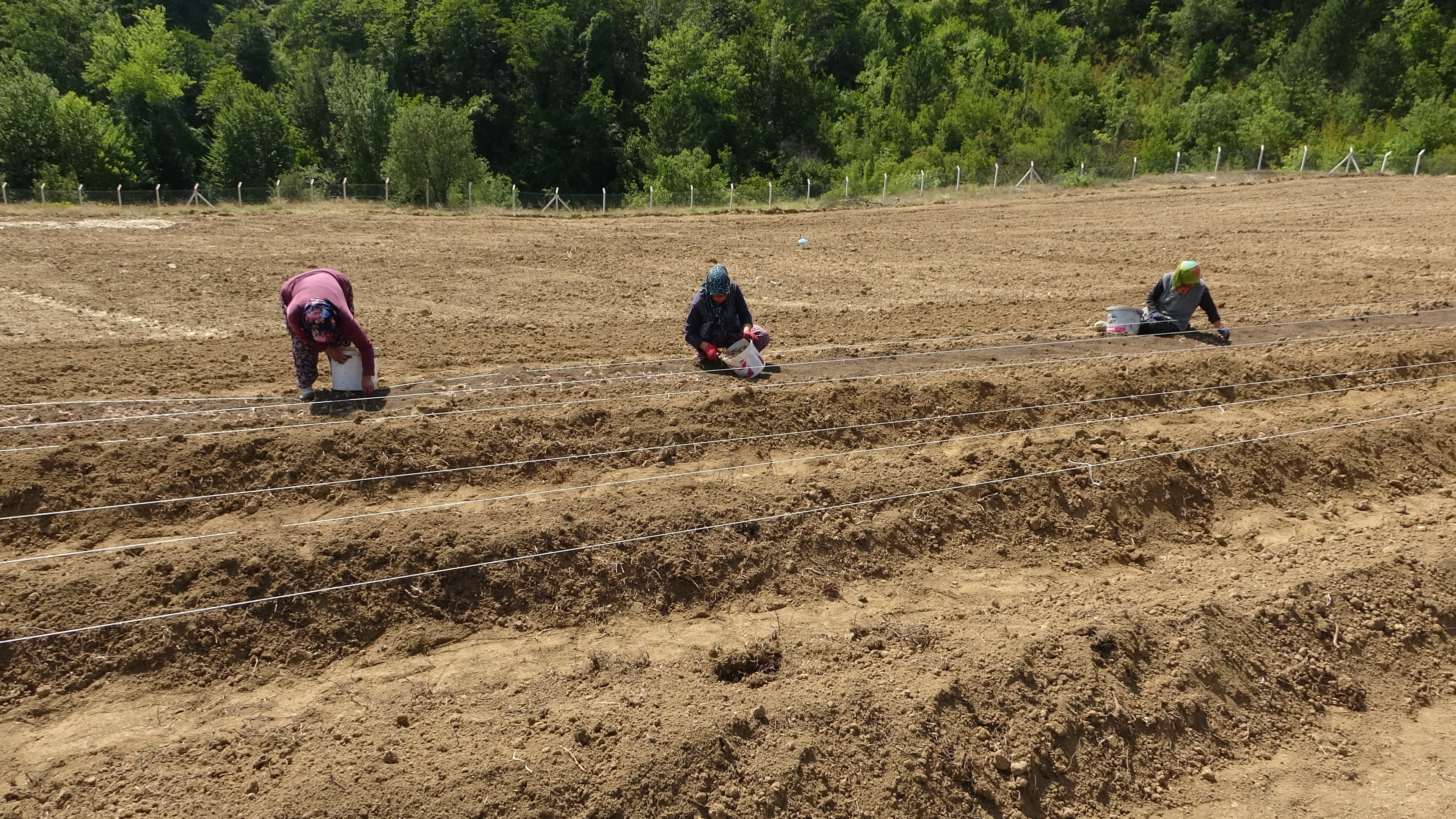 100 bin TL’den satılması beklenen safranın soğanları toprakla buluştu