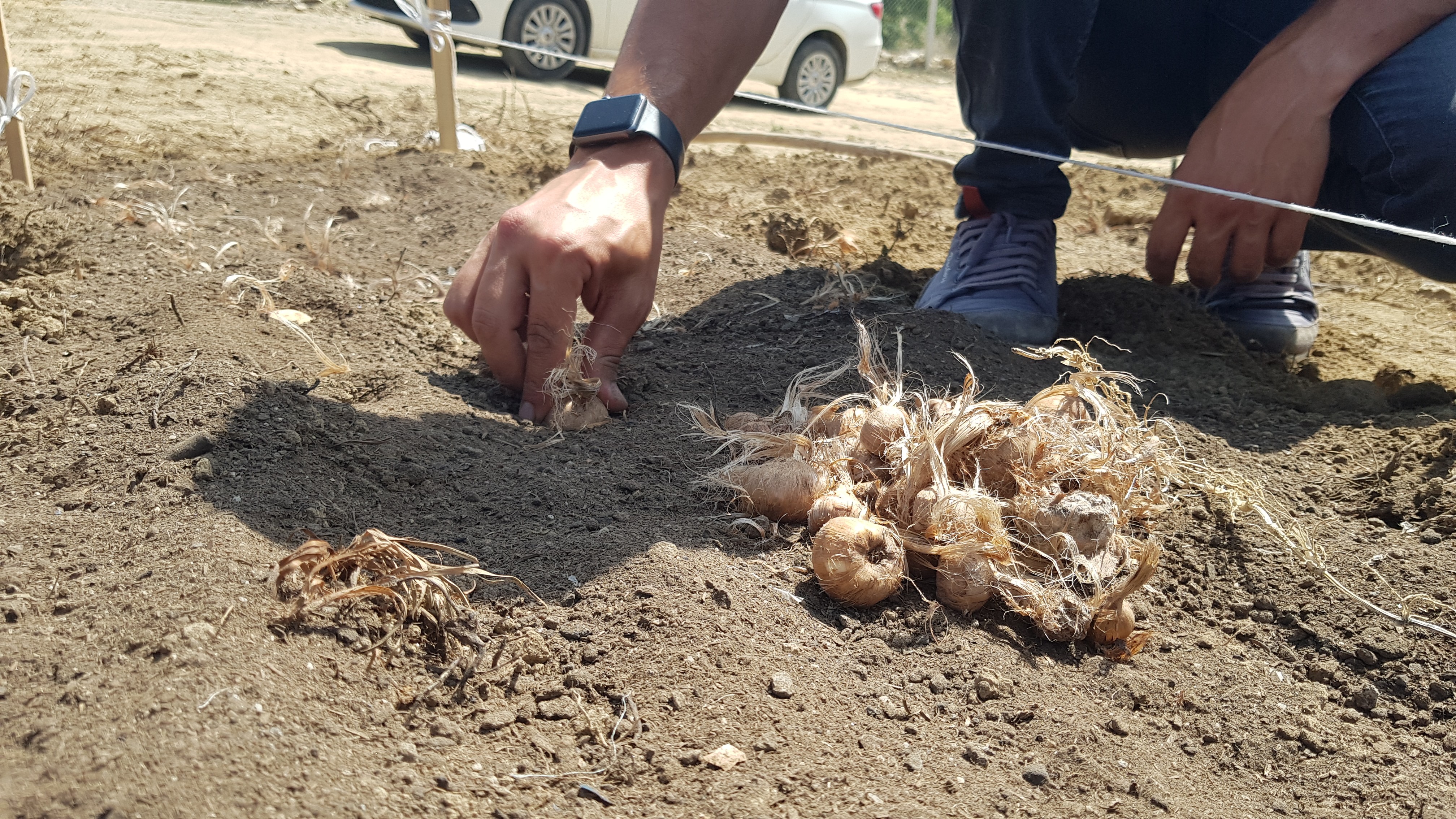 100 bin TL’den satılması beklenen safranın soğanları toprakla buluştu
