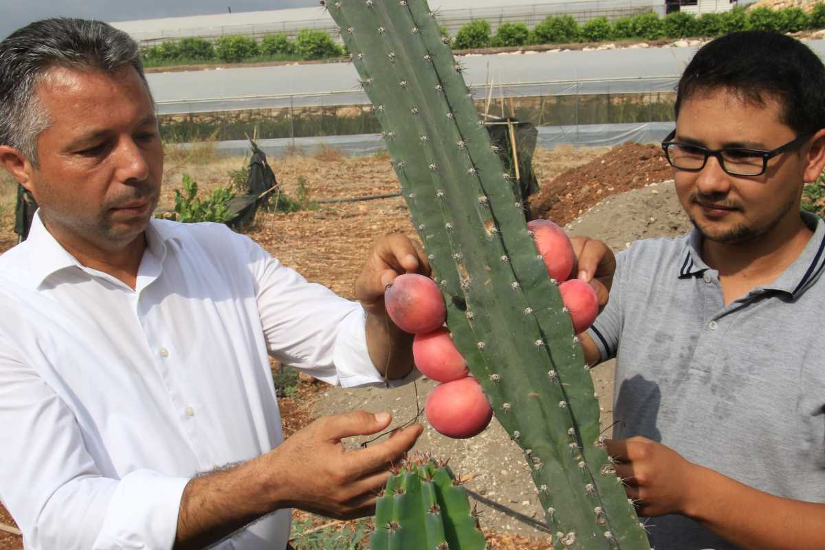 Ejder meyvesi ve Hint incirine alternatif 'Peru elması'