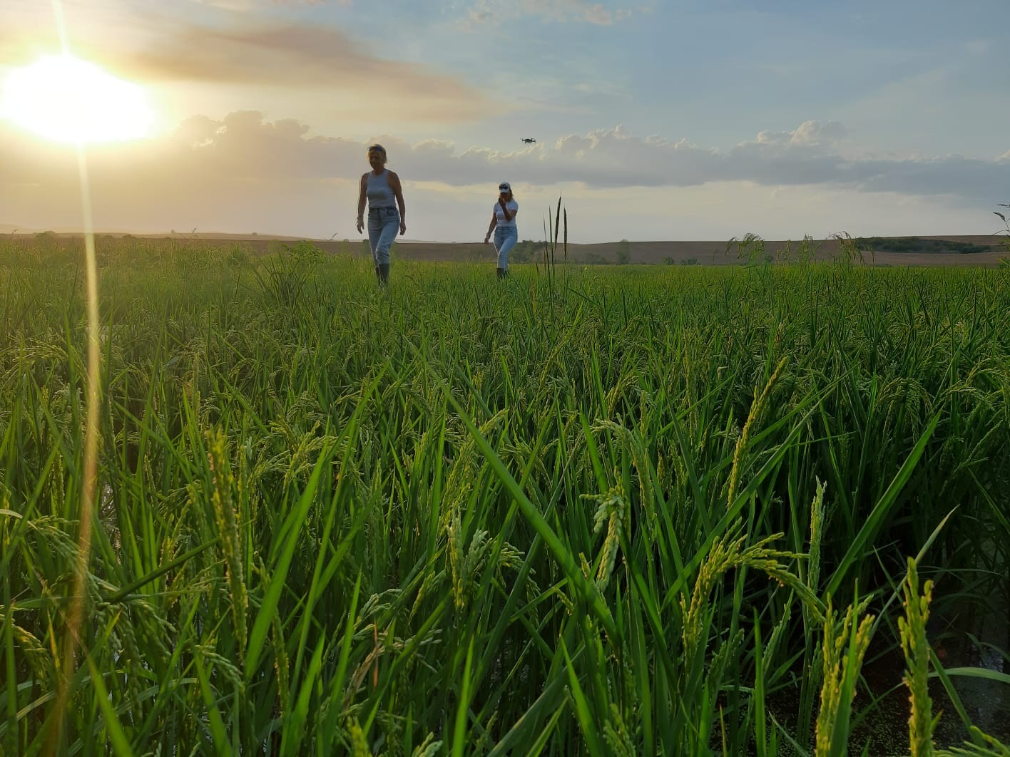 Baba mesleğini sürdüren 2 kız kardeş, çeltikte yüksek verim ve kalite bekliyor