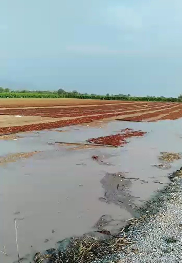 Manisa’da sağanak hayatı olumsuz etkiledi, üzüm sergileri su altında kaldı