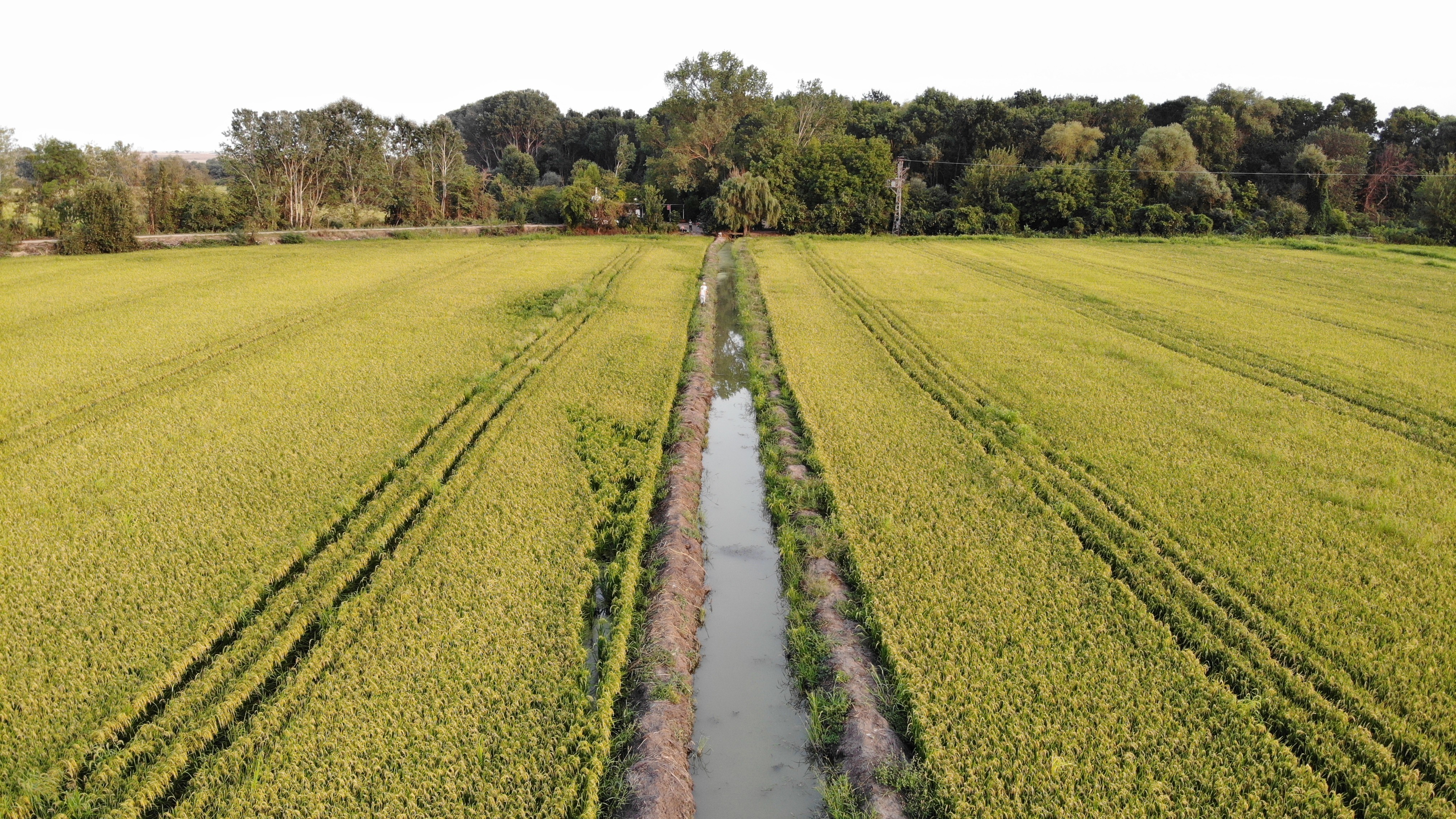 Baba mesleğini sürdüren 2 kız kardeş, çeltikte yüksek verim ve kalite bekliyor