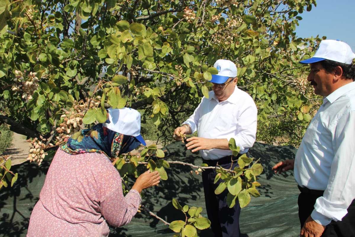 Antep Fıstığı üretimine başladılar kazançlarını 10’a katladılar