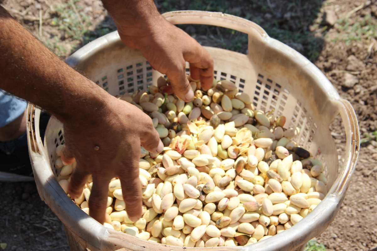 Antep Fıstığı üretimine başladılar kazançlarını 10’a katladılar