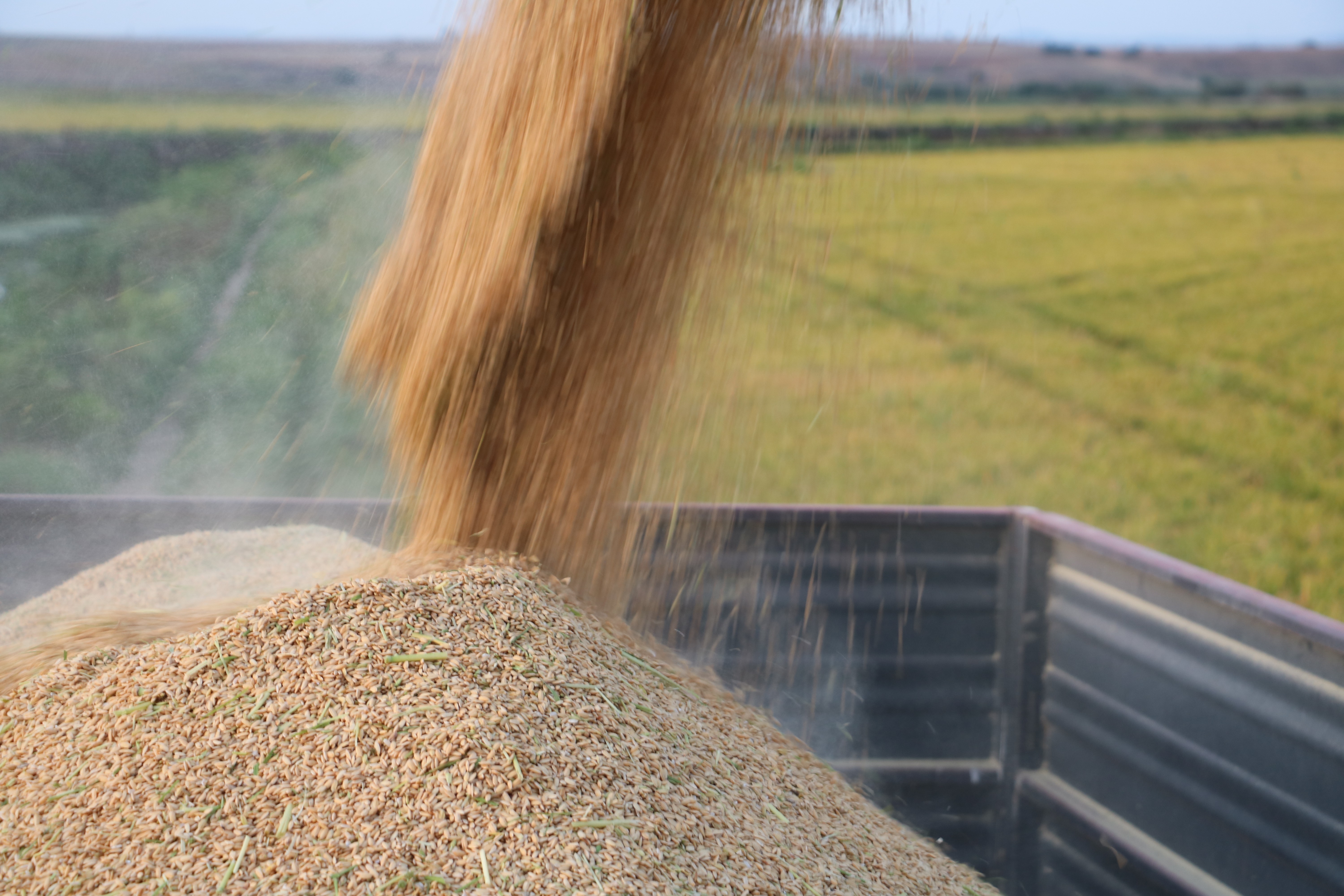 Edirne’de beyaz altın çeltik hasadı başladı