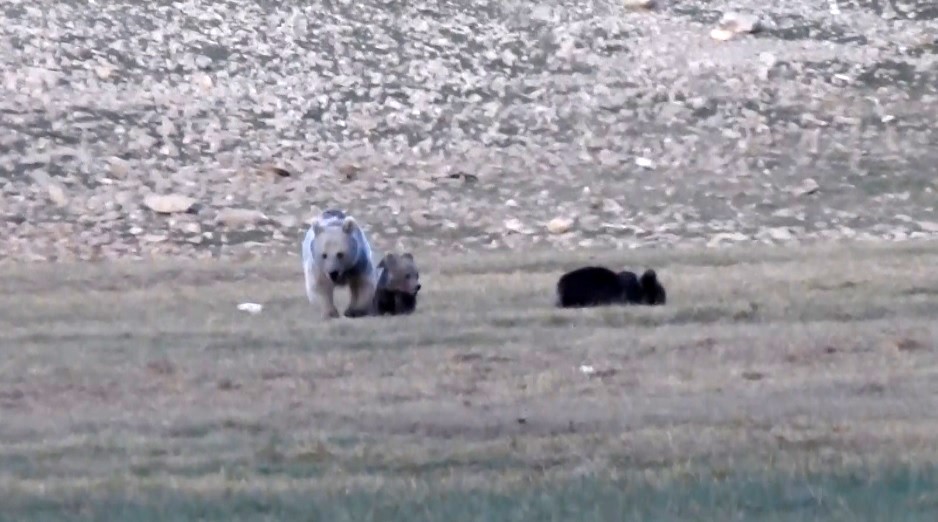 Anne ve yavru ayıların Munzurlarda kameraya yansıyan neşeli anları belgeselleri aratmadı