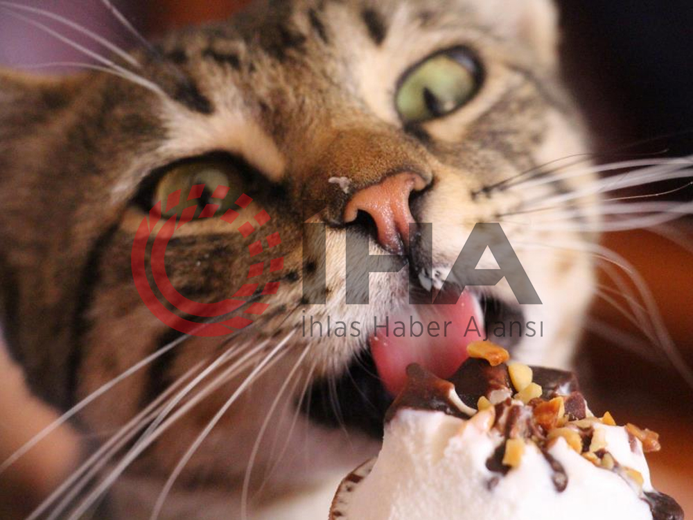 Dondurma bağımlısı kedi çay ocağının maskotu oldu